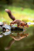 Red Squirrels - Back to Nature