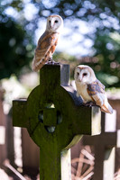 Barn Owls in Graveyard