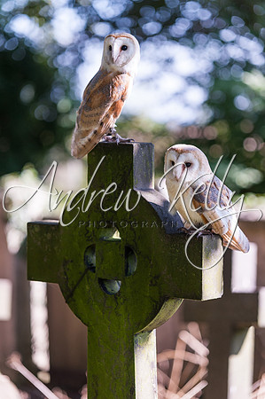 Barn Owls in Graveyard